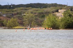 75Flamingos in Sint Maria